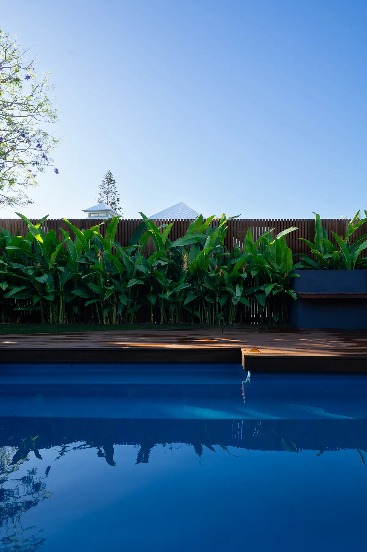 Swimming pool edged by hardwood deck and lush tropical screen planting